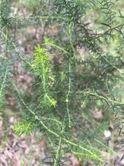 Ozothamnus diosmifolius
