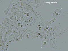 Clitopilus hobsonii