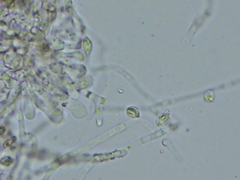 Clitopilus hobsonii