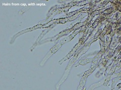 Clitopilus hobsonii
