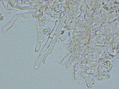 Clitopilus hobsonii