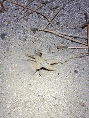 Myrmecocystus testaceus