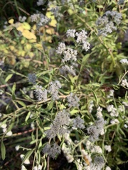 Eupatorium semiserratum