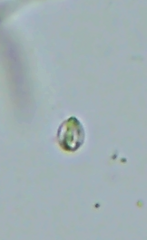 Clitopilus hobsonii