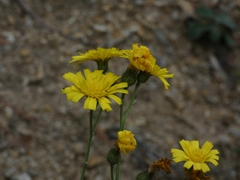 Hieracium murorum