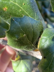 Dryocosmus minusculus