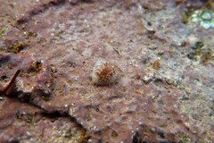 Onchidoris bilamellata