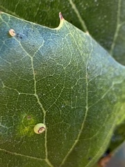 Dryocosmus minusculus