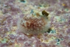 Onchidoris bilamellata