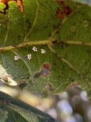 Aleuroplatus coronata