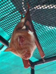 Hipposideros diadema