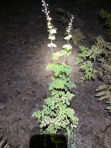 iNaturalist observation photo of Fendler's Meadow-rue