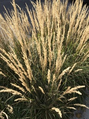 Calamagrostis × acutiflora