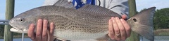 Sciaenops ocellatus