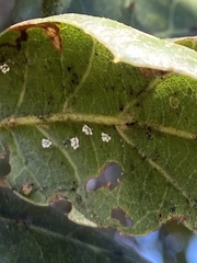 Aleuroplatus coronata