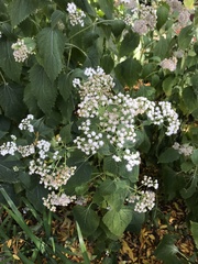 Ageratina altissima