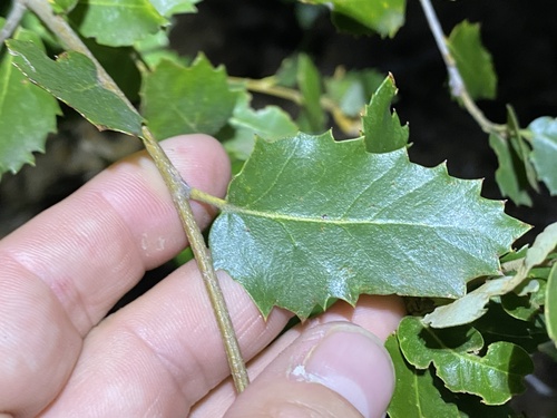 iNaturalist observation photo of canyon live oak