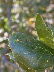 Dryocosmus minusculus