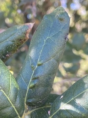 Aceria mackiei