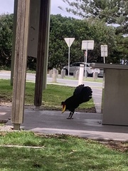 Alectura lathami lathami