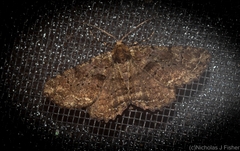 Paradromulia ambigua