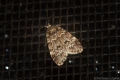 Scaphidriotis xylogramma