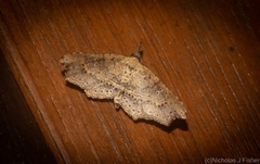 Philogethes metableta