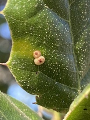 Dryocosmus minusculus