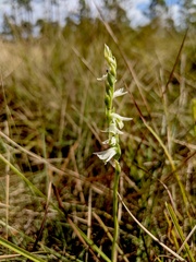 Spiranthes longilabris