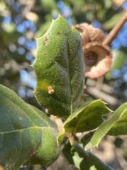 Dryocosmus minusculus