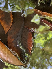 Desmognathus conanti