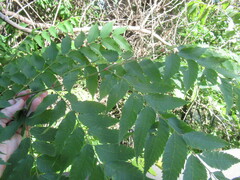 Sapindaceae