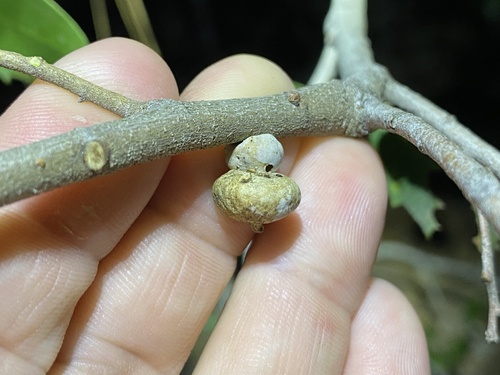 iNaturalist observation photo of Mushroom Gall Wasp