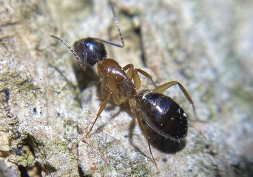 iNaturalist observation photo of Camponotus clarithorax