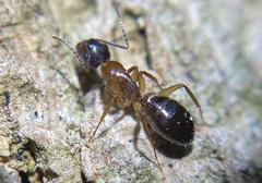 Camponotus clarithorax