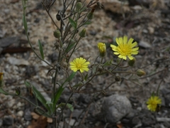 Andryala integrifolia
