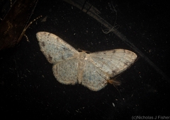 Idaea halmaea