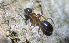 Camponotus clarithorax