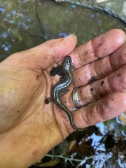 Desmognathus conanti