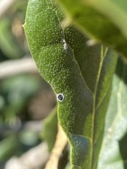 Tetraleurodes perileuca