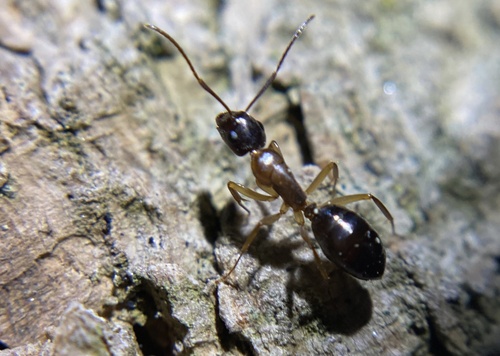 iNaturalist observation photo of Camponotus clarithorax