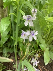 Delphinium nuttallianum
