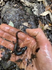Desmognathus conanti
