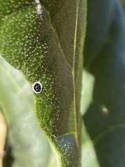 Tetraleurodes perileuca