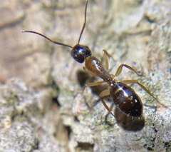 Camponotus clarithorax
