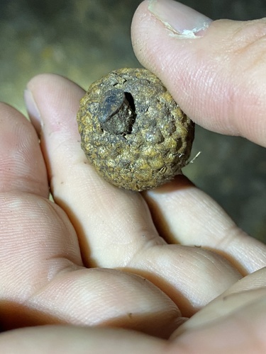 iNaturalist observation photo of oaks