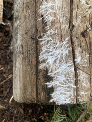 Spongiporus leucospongia