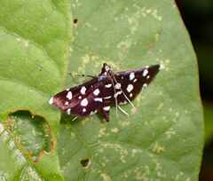 Bocchoris