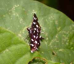 Bocchoris