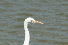 Ardea